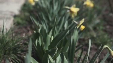 Bahçede sarı Daffodil Narcissus çiçek yakın