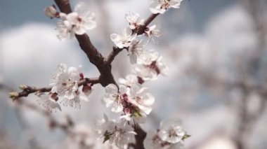 Bahar bahçesinde kayısı çiçeklenme ağacı