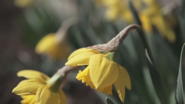 Nahaufnahme Der Gelben Narzissenblüte Garten — Stockvideo