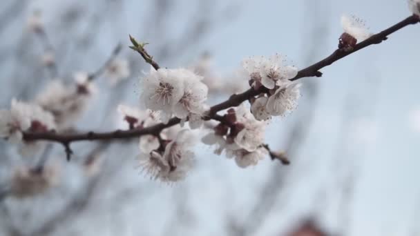 Kvetoucí Strom Meruňku Jarní Zahradě — Stock video