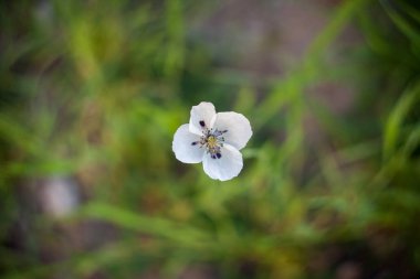 Alandaki beyaz haşhaş.