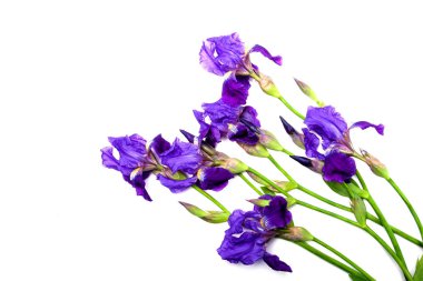 izole iris çiçeği