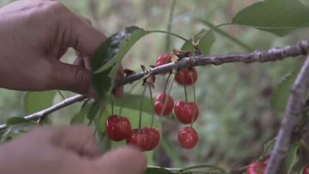 Mano Femenina Arrancando Cerezas Rojas Maduras Árbol — Vídeos de Stock