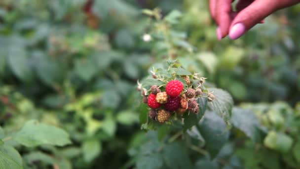 Woman Blue Clothes Harvesting Ripe Red Raspberry Bushes Garden Farm — Stock Video