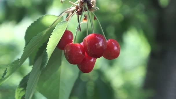 樱桃树枝与油菜果实在夏季花园 关闭树上樱桃的视图 — 图库视频影像