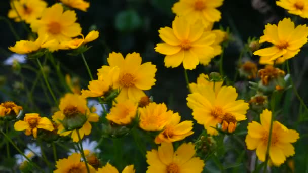 Flores Amarillas Verano Hermoso Paisaje Jardín Flor Flor — Vídeos de Stock