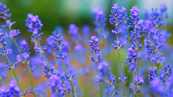 Honey been on lavender — Stock Video