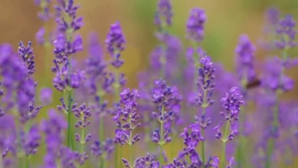 . Growing Lavender Flower — Stock Video
