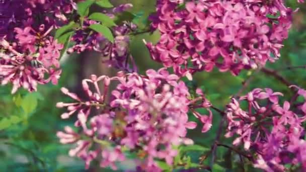 Lilac purple flowers — Stock Video