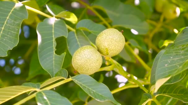 Nueces en la rama . — Vídeo de stock