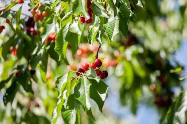 Cereza roja deliciosa en el árbol . —  Fotos de Stock