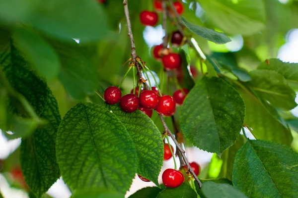 Rote leckere Kirsche auf dem Baum. — Stockfoto