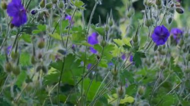 Bahçede arı olan menekşe çiçeği. Yaz arka planı.