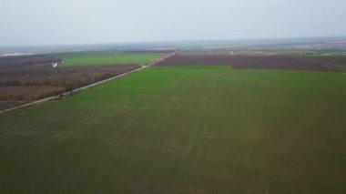 Rüzgarda bir çift lezzetli meyveli kırmızı ekşi kiraz ağacı dalı. Yakın plan kiraz ağacı dalları ve meyveler