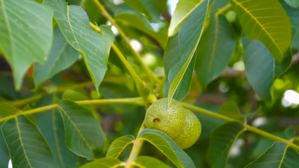 树枝上的核桃 坚果在树上 未成熟的核桃 核桃树上的核桃 — 图库视频影像