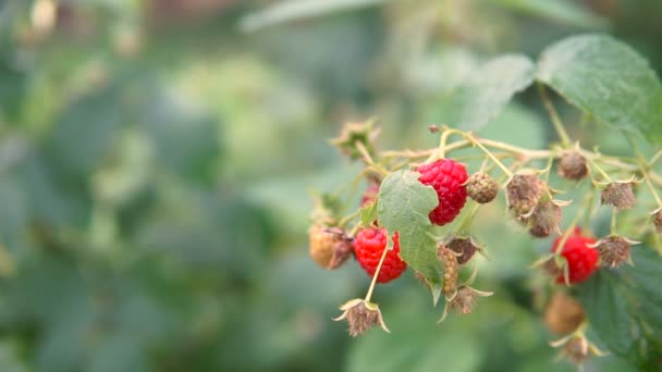 Rojo Maduro Jugosa Frambuesa Jardín Una Gran Baya Frambuesa Dulce — Vídeos de Stock