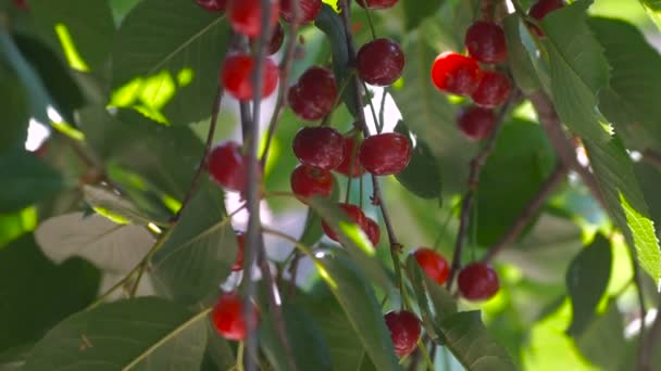Rama Cerezo Agrio Rojo Con Par Sabrosas Frutas Viento Primer — Vídeo de stock