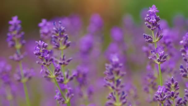 Lavanda Crescente Lavanda Fiore Primo Piano Campo Lavanda — Video Stock