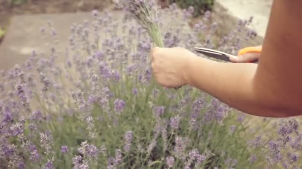 Mano Mujer Recogiendo Flores Lavanda Jardín — Vídeo de stock