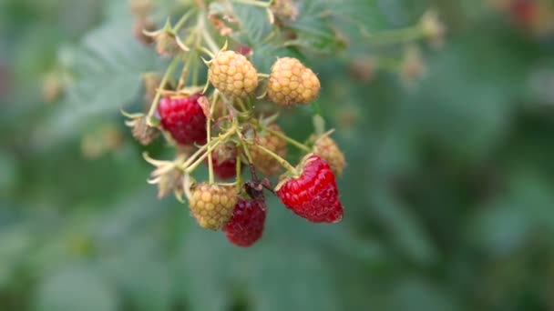 달콤한 라즈베리 베리에서에서 달콤한 딸기의 수확량은 사람들을 — 비디오