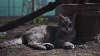 Komik gri kedi bahçede oturuyor ve güneşte bronzluk. Bu miyavlama ve baş dönüyor.