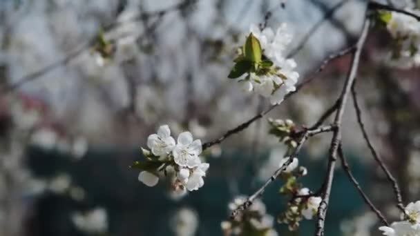 Weiße Blüten Blühen Auf Den Zweigen Des Kirschbaums Frühlingskonzept — Stockvideo