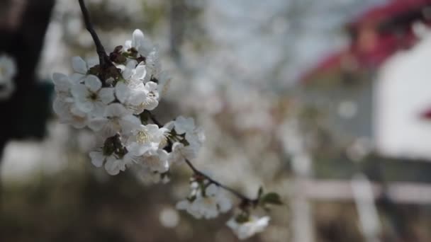 枝条樱桃树上的白花绽放 春天的概念 — 图库视频影像