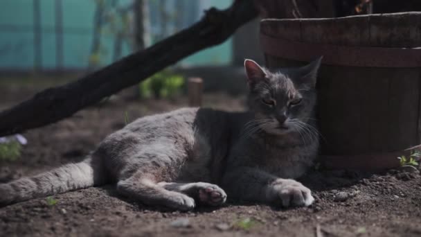 おかしな灰色の猫は庭に座って 太陽の下で日焼けしています それは鳴き声と頭を回している — ストック動画