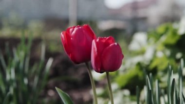 Güneşli bir günde güzel kırmızı laleler, bahçede açan kırmızı laleler, parkta bir grup kırmızı lale. Bahar manzara, kırmızı lale arka plan.
