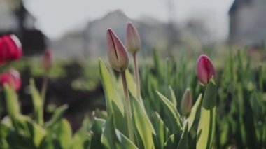Güneşli bir günde güzel kırmızı laleler, bahçede açan kırmızı laleler, parkta bir grup kırmızı lale. Bahar manzara, kırmızı lale arka plan.