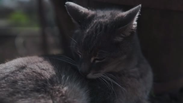 Chat gris drôle est assis dans le jardinet bronzage au soleil. Il miaule et tourne la tête .