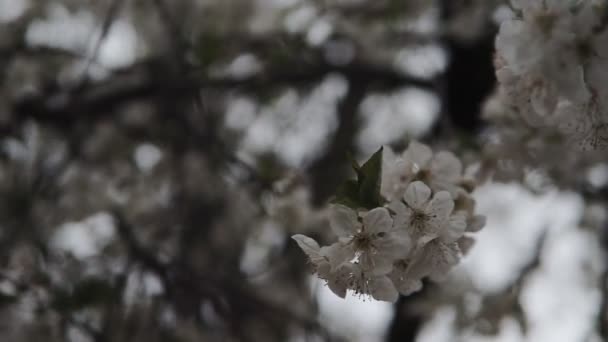 Weiße Blüten Blühen Auf Den Zweigen Des Kirschbaums Frühlingskonzept — Stockvideo