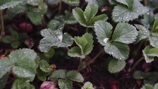 Arbustos Morango Depois Chuva Com Baixas Água Folhas — Vídeo de Stock