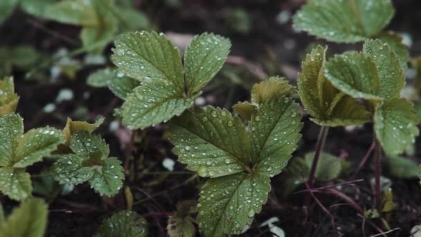Bushes Strawberry Rain Drops Water Leaves — Stock Video