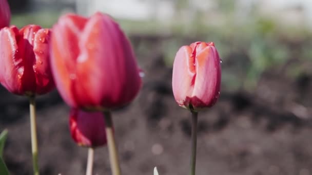 Nádherné Rudé Tulipány Slunečného Dne Červené Tulipány Květiny Kvetou Zahradě — Stock video