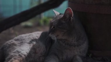 Komik gri kedi bahçede oturuyor ve güneşte bronzluk. Bu miyavlama ve baş dönüyor.