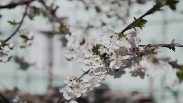 Fehér Virágok Virágoznak Ágakon Cseresznyefa Tavaszi Elv — Stock videók