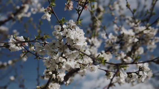 White Flowers Blossoms Branches Cherry Tree Spring Concept — 비디오