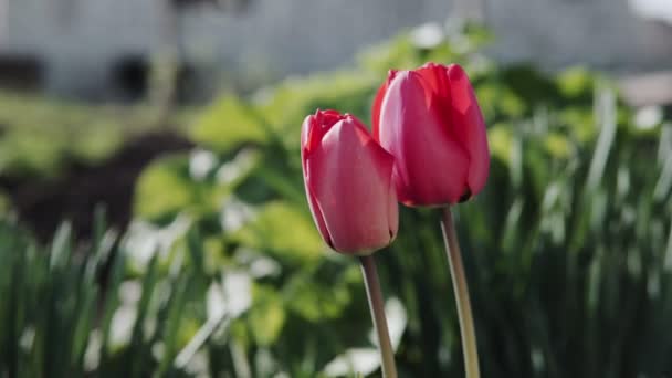 Lindas Tulipas Vermelhas Dia Ensolarado Flores Tulipas Vermelhas Florescendo Jardim — Vídeo de Stock