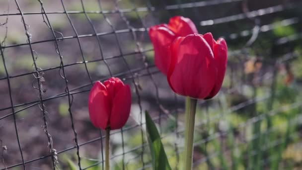 Hermosos Tulipanes Rojos Día Soleado Flores Tulipanes Rojos Floreciendo Jardín — Vídeo de stock