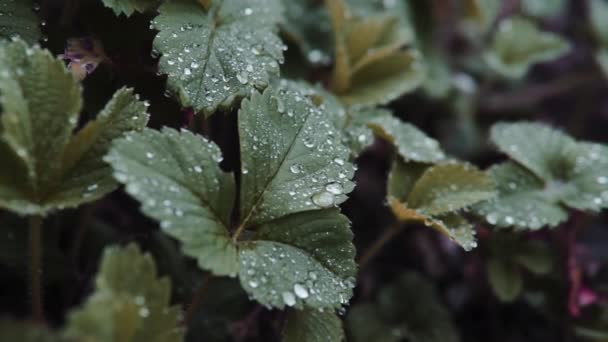 Buskarna Jordgubbsplantor Efter Regn Med Droppar Vatten Bladen — Stockvideo