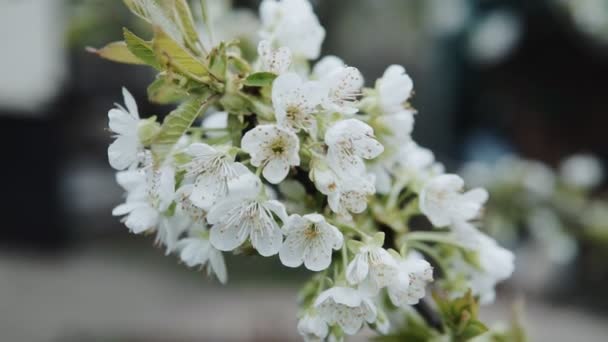 Белые Цветы Ветвях Вишневого Дерева Концепция Весны — стоковое видео
