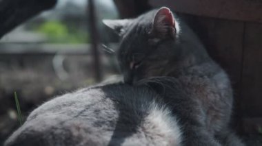 Komik gri kedi bahçede oturuyor ve güneşte bronzluk. Bu miyavlama ve baş dönüyor.