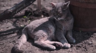 Komik gri kedi bahçede oturuyor ve güneşte bronzluk. Bu miyavlama ve baş dönüyor.