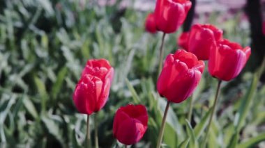 Güneşli bir günde güzel kırmızı laleler, bahçede açan kırmızı laleler, parkta bir grup kırmızı lale. Bahar manzara, kırmızı lale arka plan.