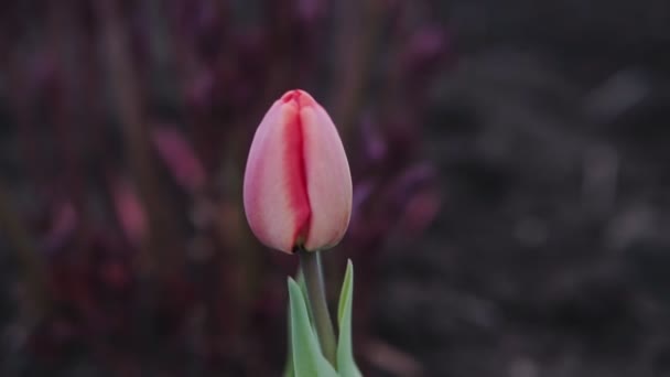 阳光明媚的一天美丽的红色郁金香 花园里盛开的红郁金香花 — 图库视频影像