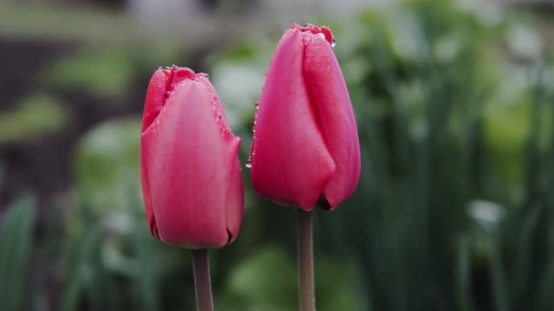 阳光明媚的日子 美丽的红色郁金香 盛开的红郁金香 一群群红色的郁金香在公园里绽放 春天的风景 红色郁金香的背景 — 图库视频影像