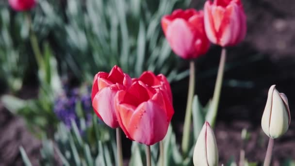 晴れた日の美しい赤いチューリップ 庭に咲く赤いチューリップの花 公園の赤いチューリップの群れ 春の風景 赤いチューリップの背景 — ストック動画