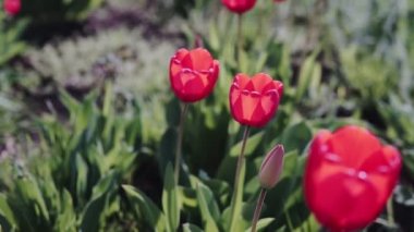 Güneşli bir günde güzel kırmızı laleler, bahçede açan kırmızı laleler, parkta bir grup kırmızı lale. Bahar manzara, kırmızı lale arka plan.