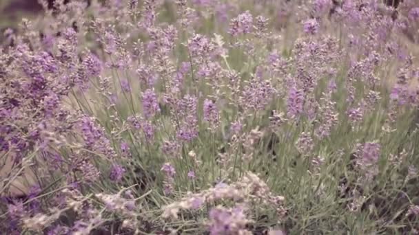 Wunderschöne Blühende Lavendelblüten Die Sich Wind Wiegen Nahaufnahme Hintergrund Natur — Stockvideo